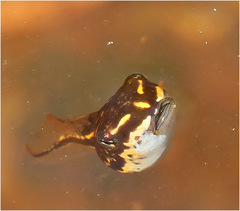 Masked Frog photo 1
