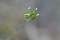 Lomatium triternatum