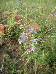 Dracocephalum moldavica