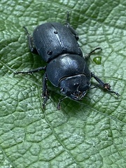 Dorcus parallelipipedus