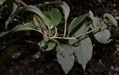 Schisandra glabra