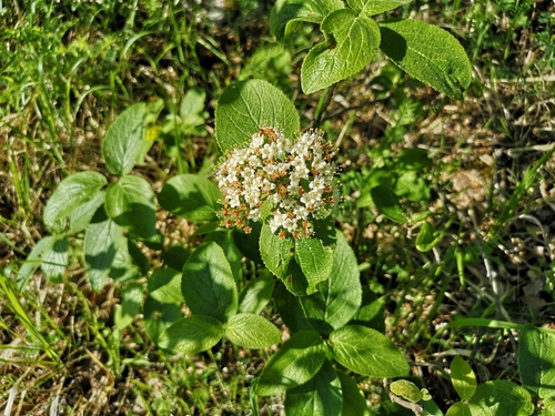 Crna hudika (Viburnum lantana)
