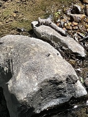 Octogomphus specularis