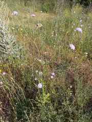 Knautia integrifolia