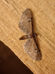 Eupithecia assimilata