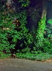 Nyctereutes procyonoides