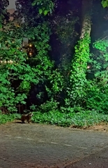 Nyctereutes procyonoides