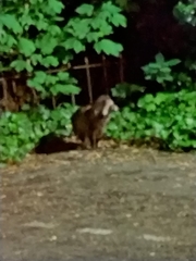 Nyctereutes procyonoides