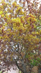 Acer platanoides