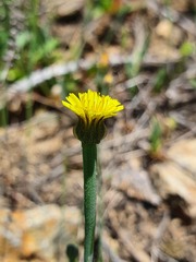 Arnoseris minima