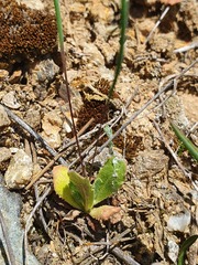Arnoseris minima