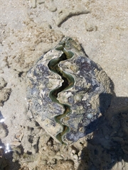 Tridacninae
