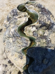 Tridacninae