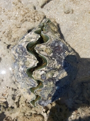 Tridacninae