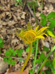 Doronicum plantagineum