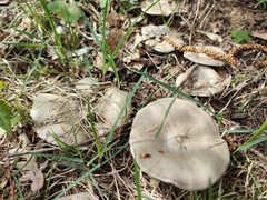 Entoloma clypeatum