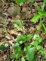 Doronicum plantagineum
