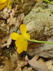 Ranunculus ollissiponensis