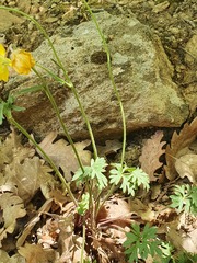 Ranunculus ollissiponensis