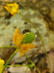 Ranunculus ollissiponensis