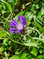 Centaurea triumfettii