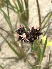 Juncus phaeocephalus phaeocephalus