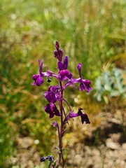 Linaria elegans
