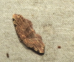 Achrosis intexta