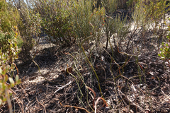 Lepidobolus drapetocoleus