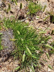Plantago holosteum