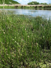 Eleocharis uniglumis