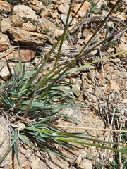 Helictochloa marginata