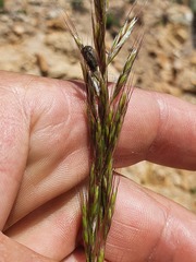 Helictochloa marginata