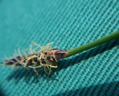 Eleocharis uniglumis