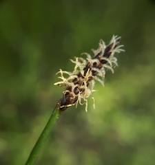 Eleocharis uniglumis