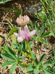 Lupinus hispanicus