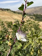 Capparis zoharyi