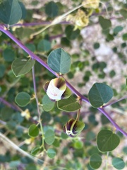 Capparis zoharyi