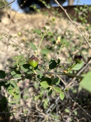 Capparis zoharyi
