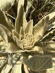 Verbascum sinaiticum