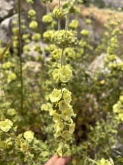 Pseudodictamnus undulatus