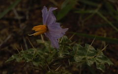 Solanum virginianum
