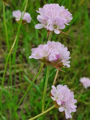 Armeria arenaria