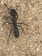Plectroctena