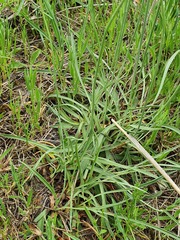 Armeria arenaria