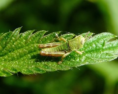 Odontopodisma schmidtii