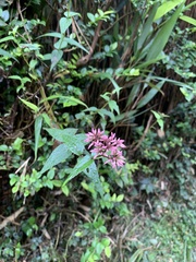 Eupatorium shimadae