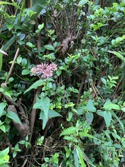 Eupatorium shimadae