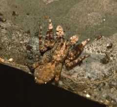 Spartaeinae