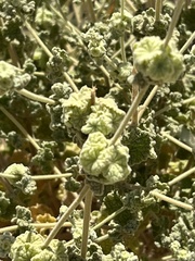 Pseudodictamnus undulatus